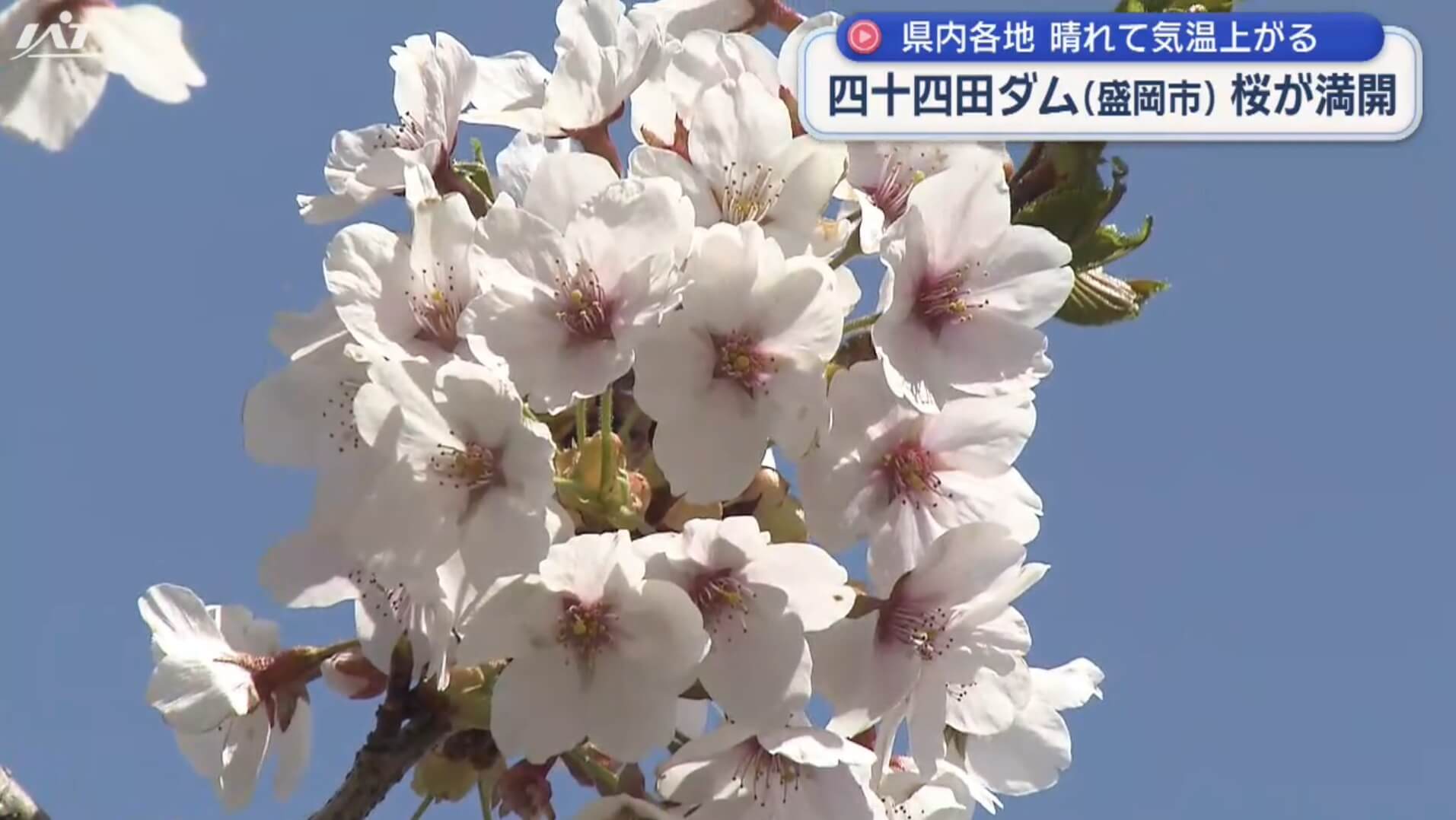 県内気温上がる　お花見日和に【岩手】