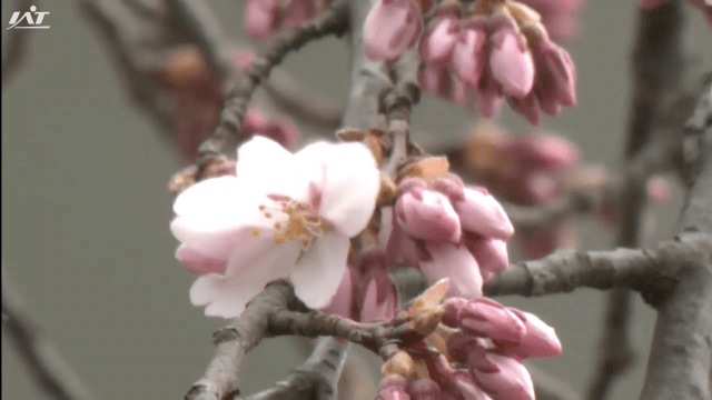 平泉町でサクラ開花宣言　盛岡市の石割桜はもうすぐ【岩手】