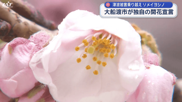 市が独自の開花宣言　津波被害乗り越えたソメイヨシノ【岩手・大船渡市】