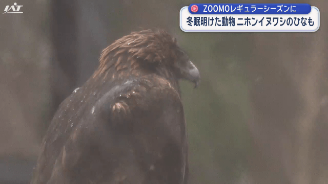 盛岡市動物公園ＺＯＯＭＯレギュラーシーズンに【岩手・盛岡市】