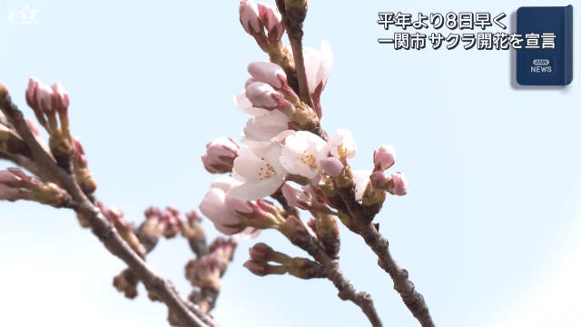 市がサクラ開花宣言　平年より８日早く【岩手・一関市】