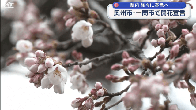 奥州市と一関市でサクラ開花【岩手】