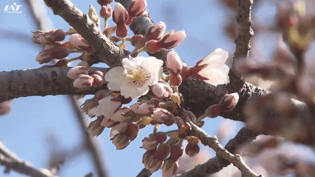 国の天然記念物　石割桜が開花【岩手・盛岡市】