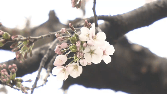 桜の開花を発表　観測史上２番目の早さ【岩手・盛岡市】