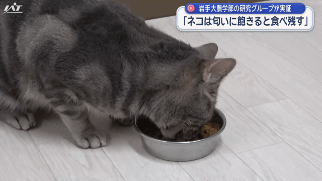 「ネコがごはんを残す理由」を岩手大が解明　論文を発表【岩手】