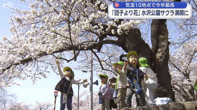 気温上昇　水沢公園の桜が満開【岩手・奥州市】