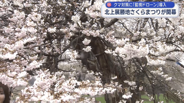 北上展勝地さくらまつり始まる　クマ対策で新たな一手【岩手】