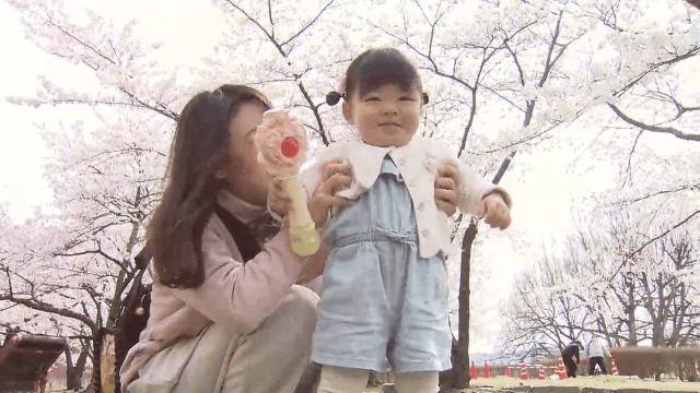 岩手公園のサクラ見頃【岩手・盛岡市】