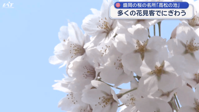 高松の池　花見客でにぎわう【岩手・盛岡市】