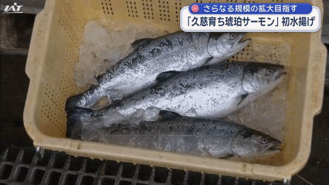 ギンザケの養殖『久慈育ち琥珀サーモン』初水揚げ【岩手・久慈市】