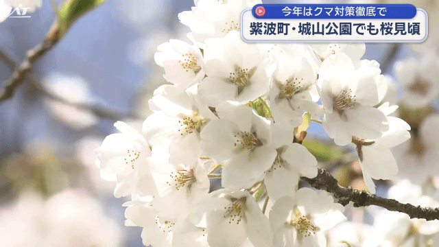 桜前線北上中　城山公園で見頃【岩手・紫波町】