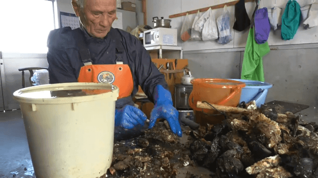 カキ養殖に地震と津波の影響は【岩手】