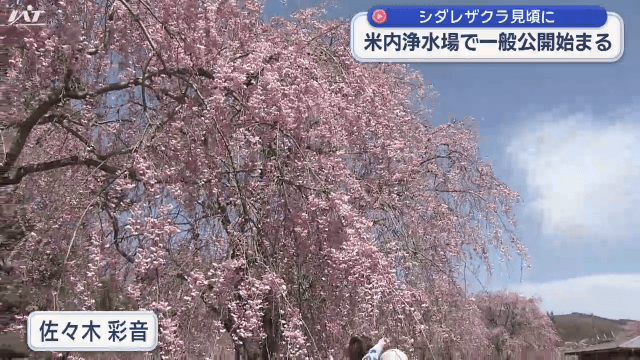 米内浄水場のシダレザクラ　一般公開始まる【岩手・盛岡市】