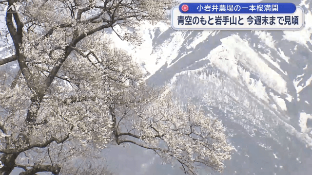 小岩井農場の一本桜が満開【岩手・雫石町】
