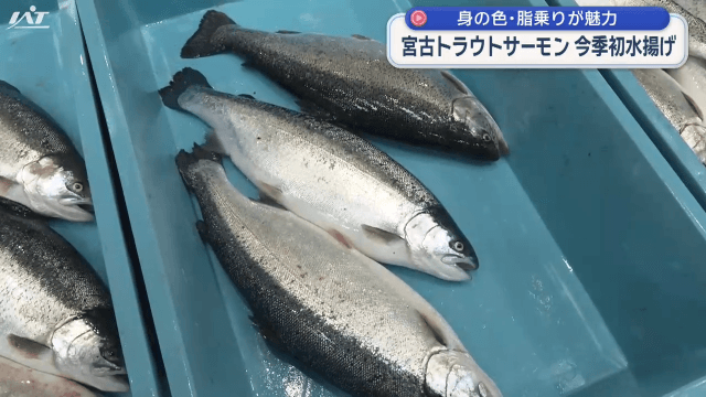 「宮古トラウトサーモン」出荷【岩手】