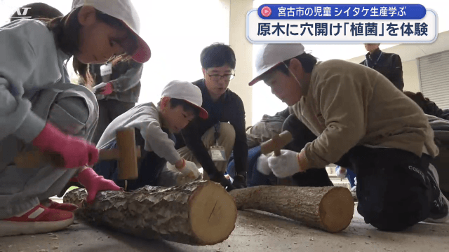 小学生が挑戦「しいたけ植菌体験」【岩手・宮古市】