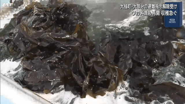 中断されていたワカメ漁が再開【岩手・大槌町】