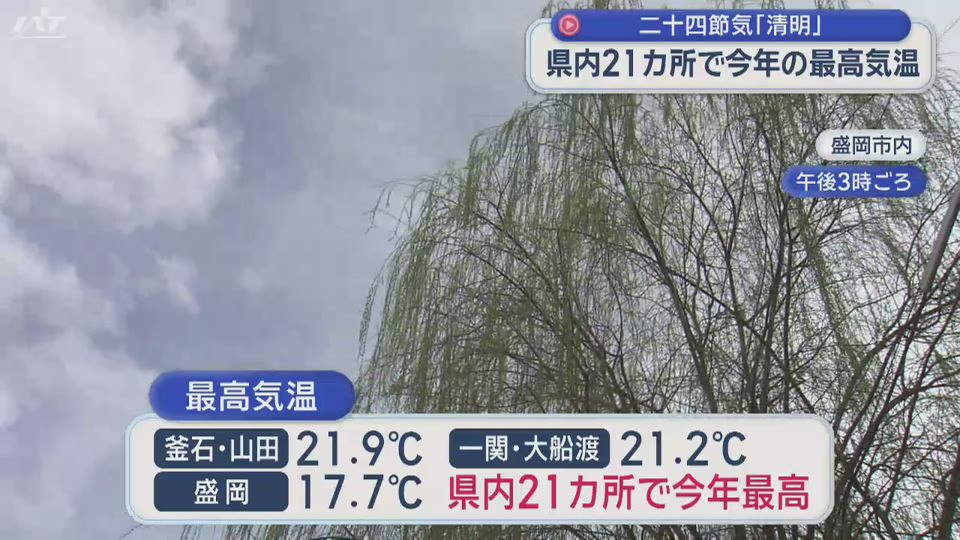 二十四節気「清明」石割桜は開花間近【岩手】