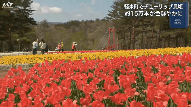 チューリップ見頃迎える【岩手・軽米町】
