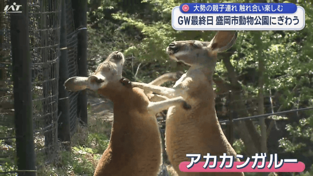 ＧＷ最終日　動物公園にぎわう【岩手・盛岡市】