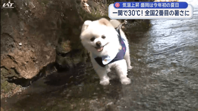 一関で３０℃！東北で今年初の真夏日　盛岡２６．３℃など夏日続出【岩手】　