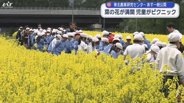 例年より１週間ほど早く東北農業研究センターの菜の花満開　９日一般公開【岩手・盛岡市】