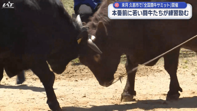 全国闘牛サミットでのデビューに向けて牛たちが力比べ！　平庭闘牛わかば場所開催
