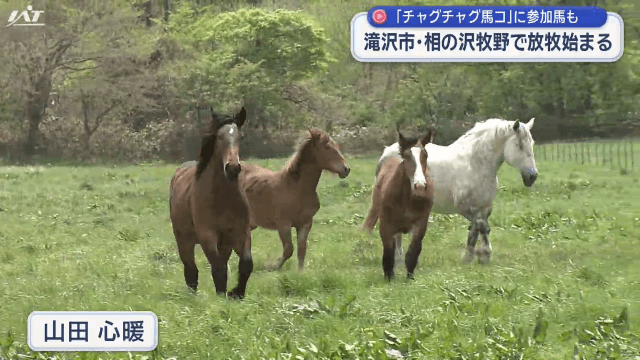 相の沢牧野「チャグ馬」も放牧【岩手・滝沢市】