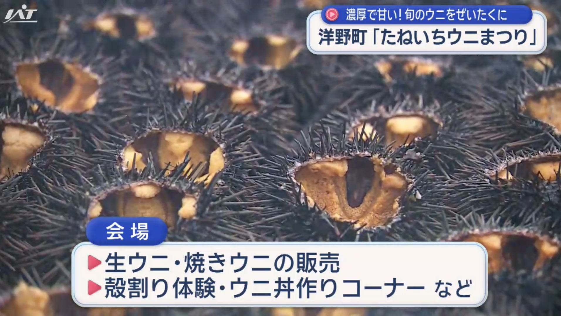 洋野町「たねいちウニまつり」濃厚で甘いウニを堪能【岩手】