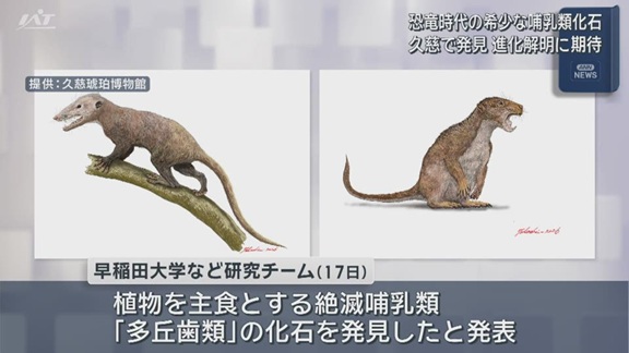 きわめて希少　９０００万年前の地層から哺乳類化石【岩手・久慈市】