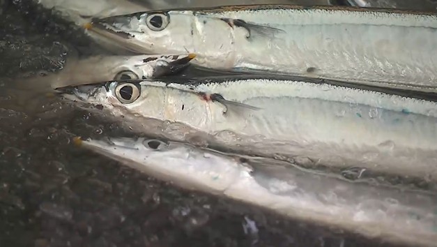 大船渡港にサンマ初水揚げ【岩手・大船渡】