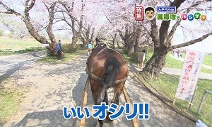 馬のお尻