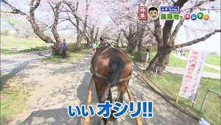 馬のお尻