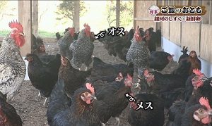 にわとり区別