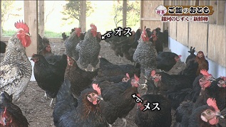 にわとり区別