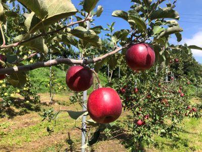 紅いわて ななせのラッキーセブン 紅いわて ななせのラッキーセブン
