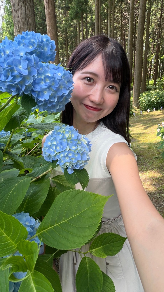 見頃のアジサイ