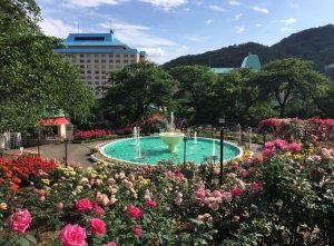 バラが見頃です 前へ前へ マエタク