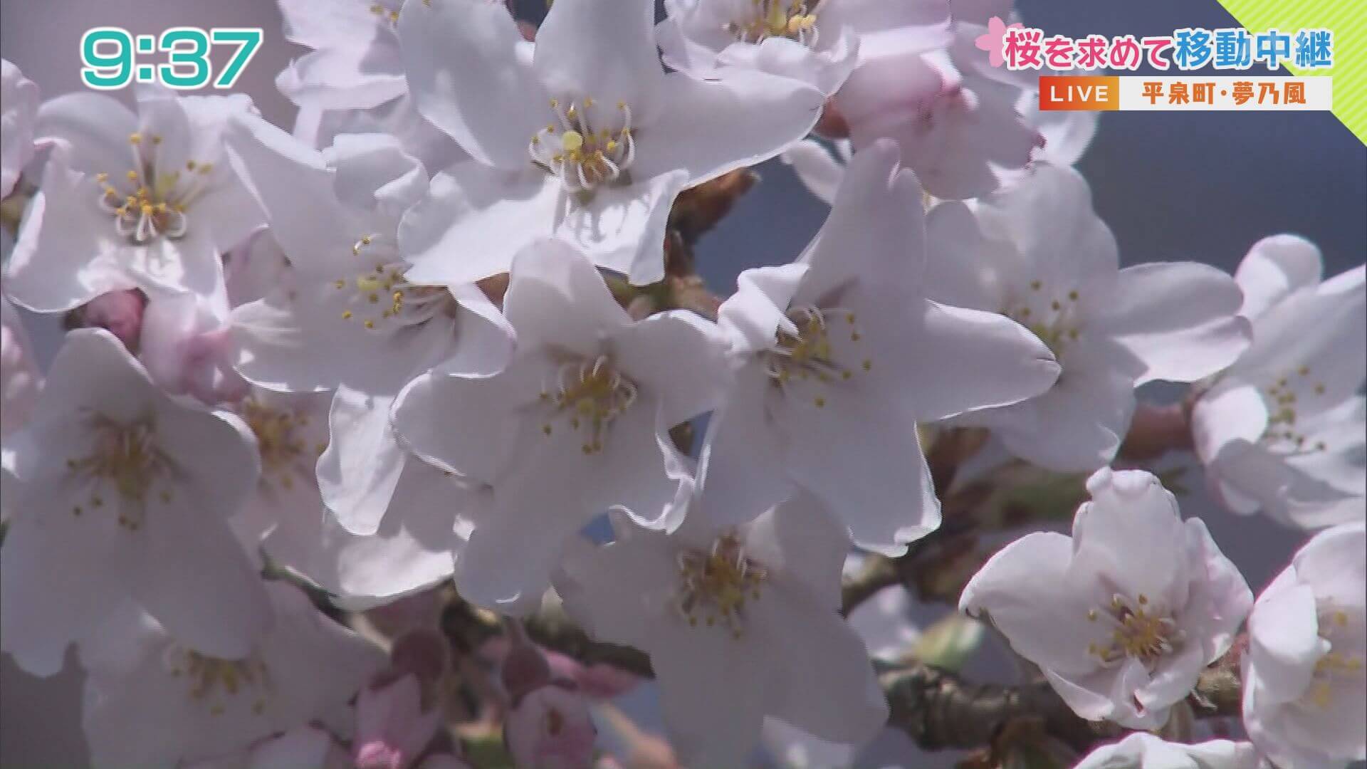 Go！Go！いわて “桜” 開花中継