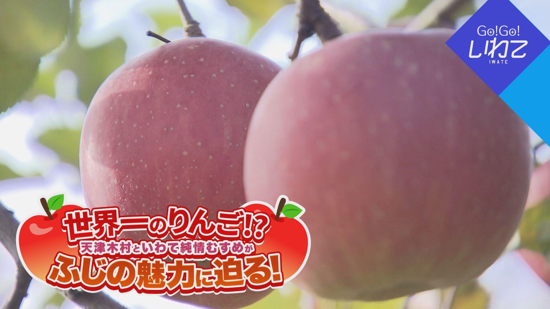 世界一のりんご！？ふじの魅力に迫る！