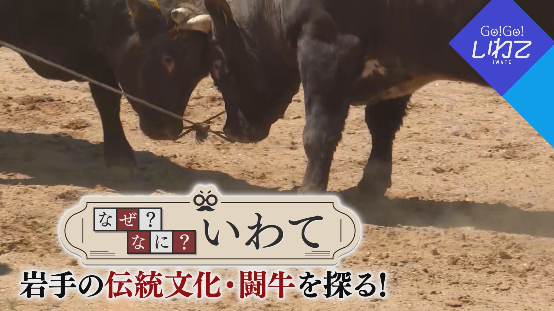 なぜ？なに？いわて「闘牛」