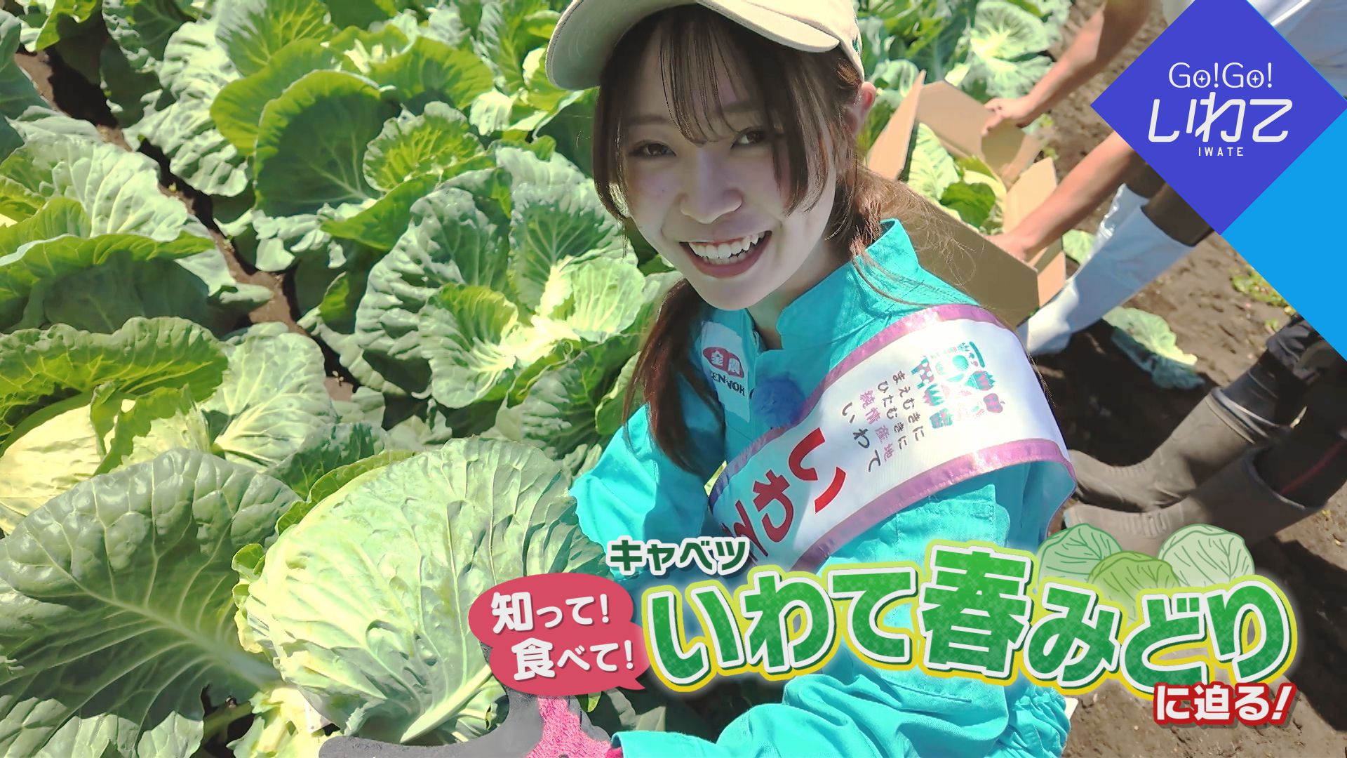 知って！食べて！キャベツ いわて春みどりに迫る