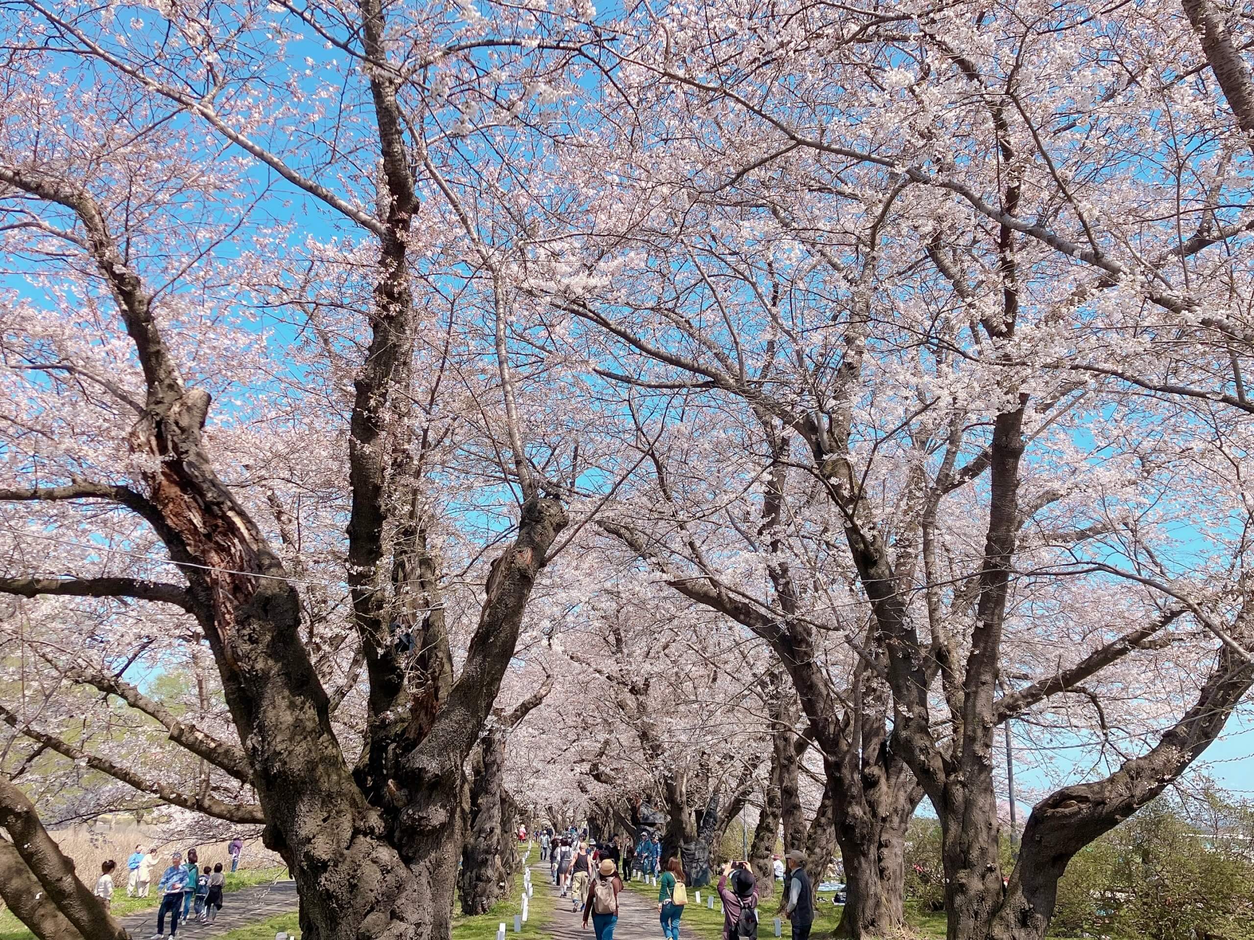 １年ぶりの桜並木