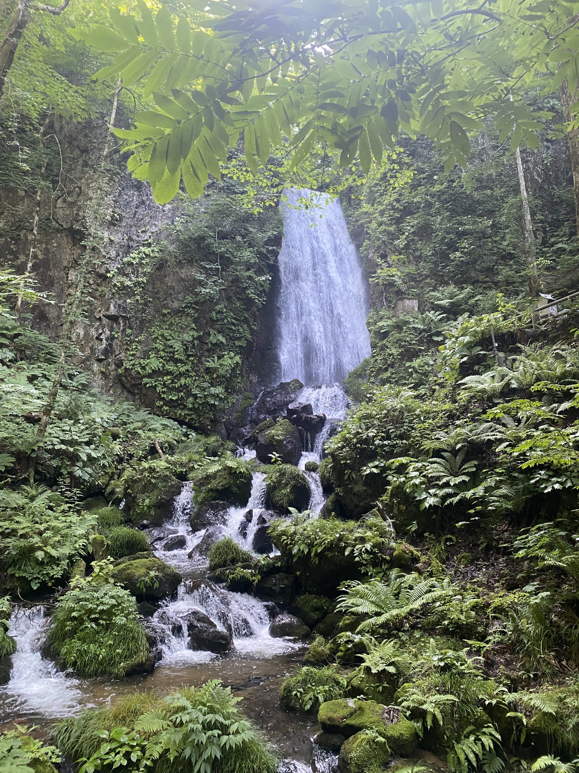 癒やしの森林浴